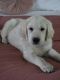 Golden Retriever Puppies for sale in Kimberly, ID 83341, USA. price: NA