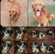 Golden Retriever Puppies for sale in Guthrie, OK, USA. price: $500
