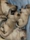 Golden Retriever Puppies for sale in Cameron, NC 28326, USA. price: $800