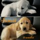 Golden Retriever Puppies for sale in Homestead, FL, USA. price: $1,000