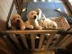 Golden Retriever Puppies for sale in New Bern, NC, USA. price: $500