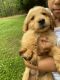 Golden Retriever Puppies for sale in Williamson, GA 30292, USA. price: NA