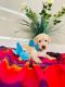 Golden Retriever Puppies for sale in Bakersfield, CA, USA. price: $1,500