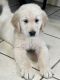 Golden Retriever Puppies for sale in Akron, OH, USA. price: $700