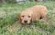 Golden Retriever Puppies for sale in Auburn, WA, USA. price: $1,200