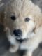 Golden Retriever Puppies for sale in Wheat Ridge, CO, USA. price: $1,500