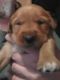 Golden Retriever Puppies for sale in Necedah, WI 54646, USA. price: NA