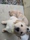 Golden Retriever Puppies for sale in Rineyville, KY 42701, USA. price: NA