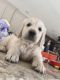 Golden Retriever Puppies for sale in Visalia, CA, USA. price: $1,700