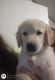 Golden Retriever Puppies for sale in Neosho, MO 64850, USA. price: $800