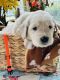 Golden Retriever Puppies for sale in Campo, CA 91906, USA. price: $1,600