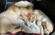 Golden Retriever Puppies for sale in Grants Pass, OR, USA. price: NA
