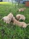Golden Retriever Puppies for sale in Austin, TX, USA. price: $1,500