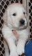 Golden Retriever Puppies for sale in Aurora, CO, USA. price: $2,500