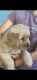 Golden Retriever Puppies for sale in Ventura, CA, USA. price: $900