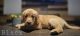 Golden Retriever Puppies for sale in Orange County, CA, USA. price: NA