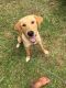 Golden Retriever Puppies for sale in 15-1701 15th Ave, Keaau, HI 96749, USA. price: NA