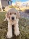 Golden Retriever Puppies for sale in Harrisburg, OR 97446, USA. price: NA