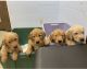 Golden Retriever Puppies for sale in Ormond Beach, FL, USA. price: NA