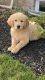 Golden Retriever Puppies for sale in Asheville, NC 28801, USA. price: $599