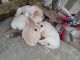 Golden Retriever Puppies for sale in 28191 Downey St, Dowagiac, MI 49047, USA. price: NA