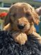 Golden Retriever Puppies for sale in Traverse City, MI, USA. price: $1,200