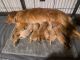 Golden Retriever Puppies for sale in Middletown, OH, USA. price: NA