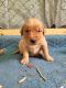 Golden Retriever Puppies for sale in Greenbrier, TN 37073, USA. price: $1,000