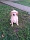 Golden Retriever Puppies for sale in Georgetown, TX, USA. price: $1,500