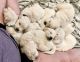 Golden Retriever Puppies for sale in Pfafftown, NC, USA. price: $1,600