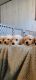 Golden Retriever Puppies for sale in 7325 Indian Head Hwy, Bryans Road, MD 20616, USA. price: NA