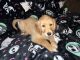 Golden Retriever Puppies for sale in Surprise, AZ, USA. price: $800