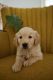 Golden Retriever Puppies for sale in Beach City, OH 44608, USA. price: $995