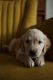 Golden Retriever Puppies for sale in Beach City, OH 44608, USA. price: $995