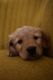 Golden Retriever Puppies for sale in Beach City, OH 44608, USA. price: $1,195