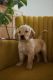 Golden Retriever Puppies for sale in Beach City, OH 44608, USA. price: $1,195