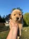 Golden Retriever Puppies for sale in Diamond, OH 44412, USA. price: NA