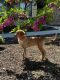 Golden Retriever Puppies for sale in Sparks, NV, USA. price: NA