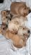 Golden Retriever Puppies for sale in Spring Hill, FL 34610, USA. price: $2,000