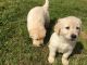 Golden Retriever Puppies for sale in Cornelia St, New York, NY 10014, USA. price: NA
