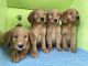 Golden Retriever Puppies for sale in MAGNOLIA SQUARE, FL 34771, USA. price: $1,500