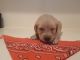 Golden Retriever Puppies for sale in 2524 Bluffton Dr, Plano, TX 75075, USA. price: $1,200