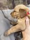 Golden Retriever Puppies for sale in Concord, NC, USA. price: $900