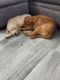 Golden Retriever Puppies for sale in 13531 Copper Head Dr, Riverview, FL 33569, USA. price: NA