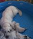 Golden Retriever Puppies for sale in Greece, NY 14612, USA. price: $2,000