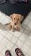 Golden Retriever Puppies for sale in Providence, RI, USA. price: $1,200