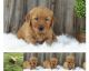 Golden Retriever Puppies for sale in Houston, TX, USA. price: $1,400