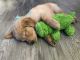 Golden Retriever Puppies for sale in N California Ave, Chicago, IL, USA. price: NA