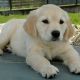 Golden Retriever Puppies for sale in N California Ave, Chicago, IL, USA. price: NA
