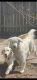 Golden Retriever Puppies for sale in Missouri City, TX 77489, USA. price: $2,500